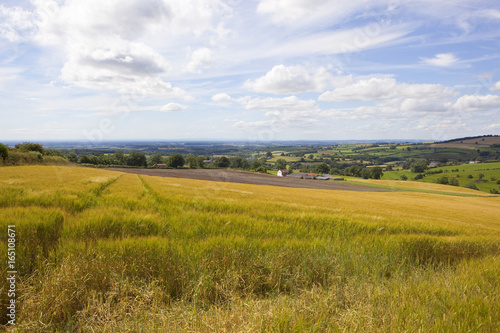 hillside barley crop