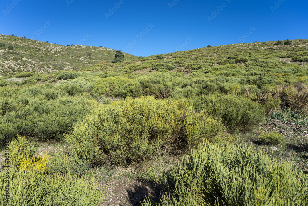 Padded brushwood (Cytisus oromediterraneus) near Hornillo Stream, in Guadarrama Mountains National Park, Spain