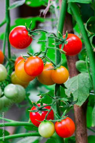 bunch of tomatoes ripening on the branch