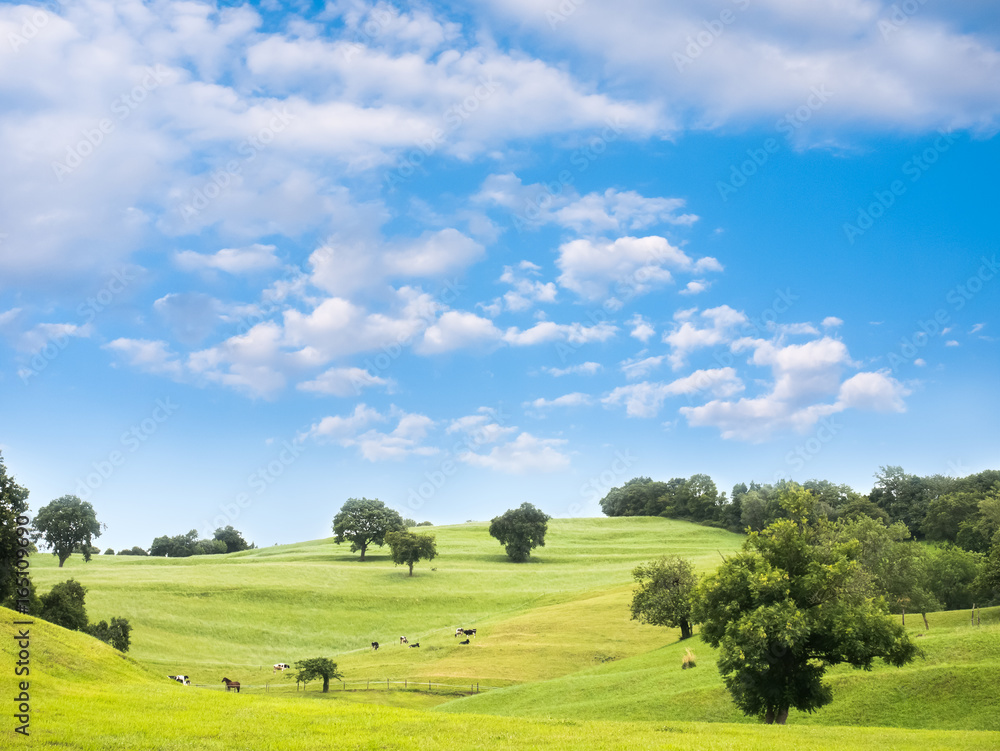 Rural landscape with grazing cows and horses on a green meadow at summer day Rural landscape with grazing cows and horses on a green meadow at summer day