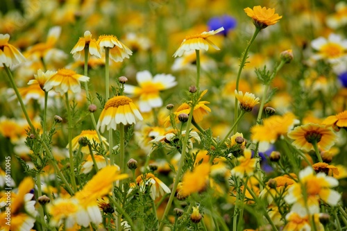 Field with  beautiful, yellow daisies photo