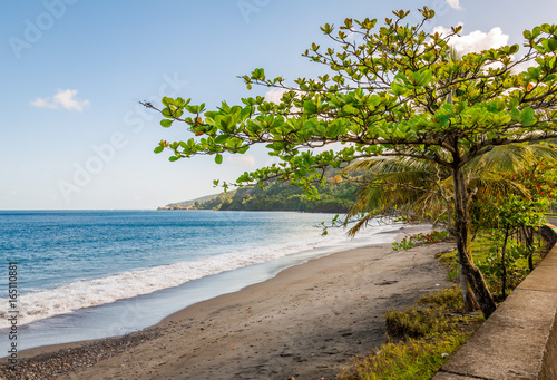Fototapeta Naklejka Na Ścianę i Meble -  Trees in the Beach, Grenada, Caribbean