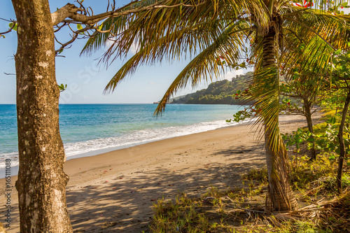 Trees in the Beach  Grenada  Caribbean