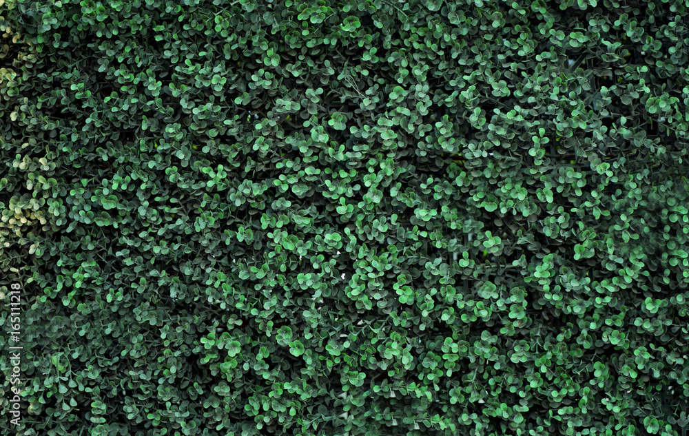 Green bush as background - obrazy, fototapety, plakaty 