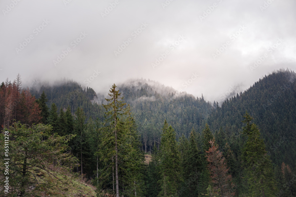 Forest in the mountains on a cloudy day
