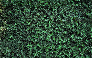 Green bush as background