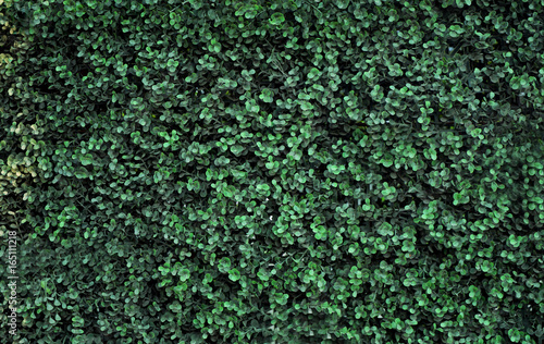 Green bush as background