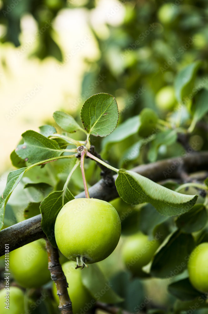 Apple Tree