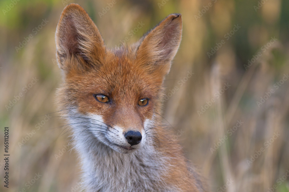 Fototapeta premium Young fox portrait