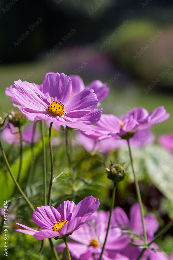 Fototapeta premium Purple Cosmos Flowers