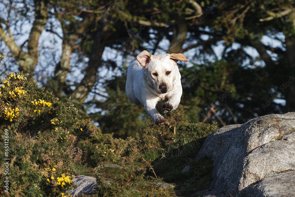 Dog running and leaping with all four legs in the air Dog running and leaping with all four legs in the air