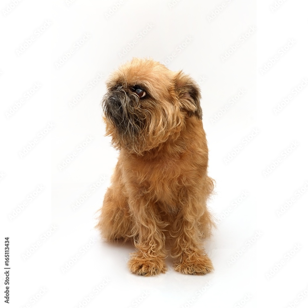 Brussels griffon in different angles Brussels griffon in different angles