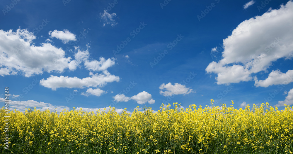 Fototapeta premium blühender Raps und blauer Himmel mit Wolkenhimmel
