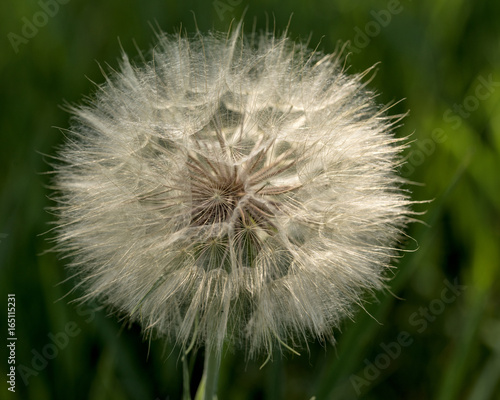 Dandelion-Flower-Fuzz