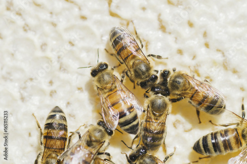 pszczoły na plastrze miodu w pasiece   © Darios