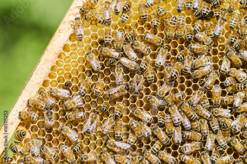 pszczoły na plastrze miodu w pasiece
