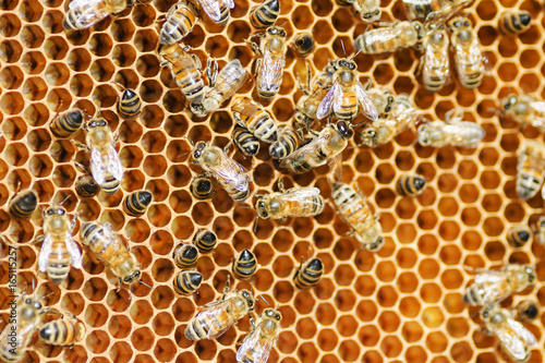 pszczoły na plastrze miodu w pasiece 