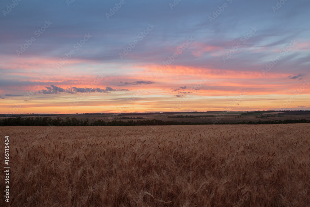 Clouds over the vast fields of ripe wheat in the middle of summer at sunset.