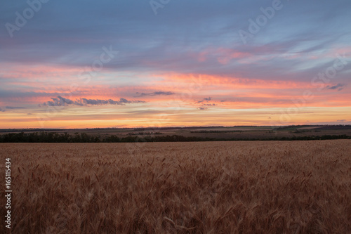 Clouds over the vast fields of ripe wheat in the middle of summer at sunset.