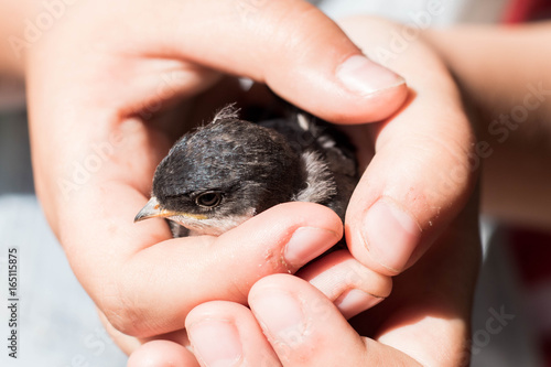 small bird gentle holding in kids hands