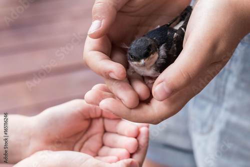 small bird holding on small hands closeup
