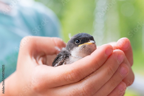 litlle swallow holding in kids hands closeup against green and blue background