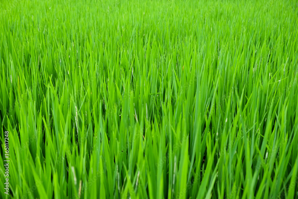detail of a green fresh rice field close up detail of a green fresh rice field close up