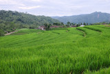 green fress rice paddy terraces