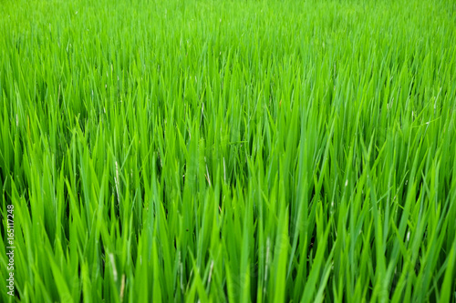 detail of a green fresh rice field close up