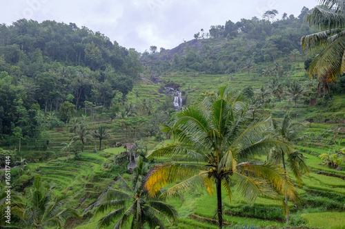 exotic tropical paddy fields with river and cascades and coconut trees