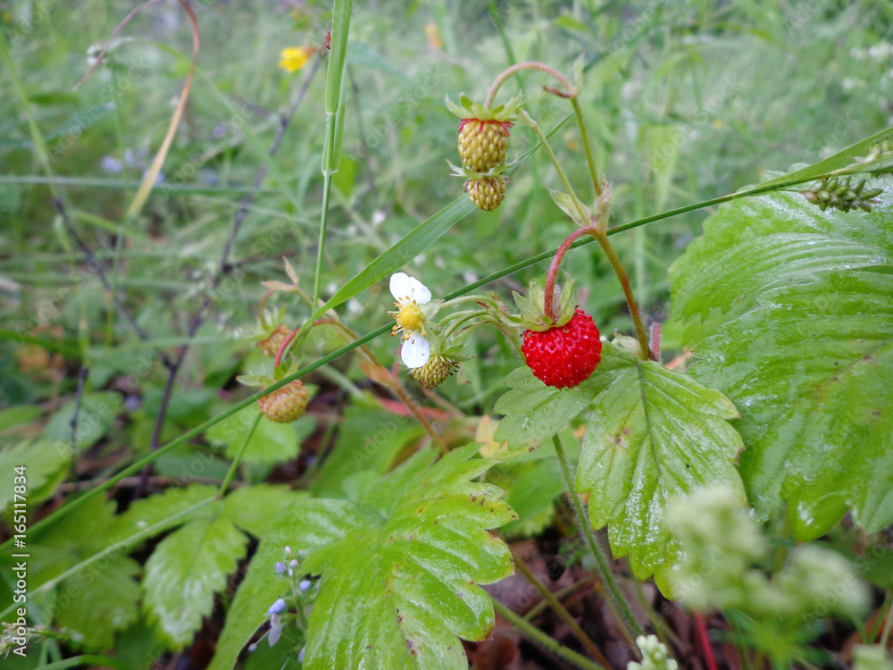 Flower, fruits and leaves of the wild strawberry Flower, fruits and leaves of the wild strawberry