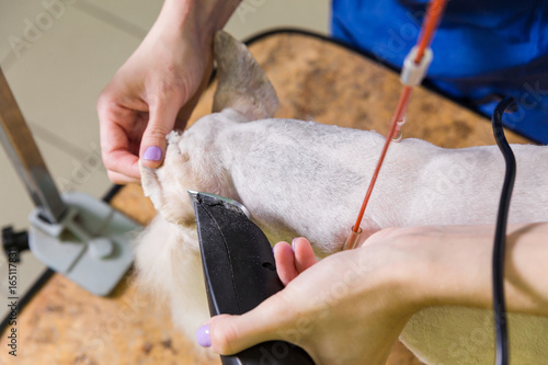 Fotografía Fox terrier getting his hair cut
