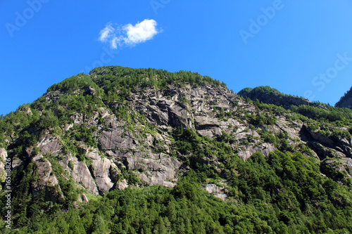 Pine trees covering a granite mountain steep slope