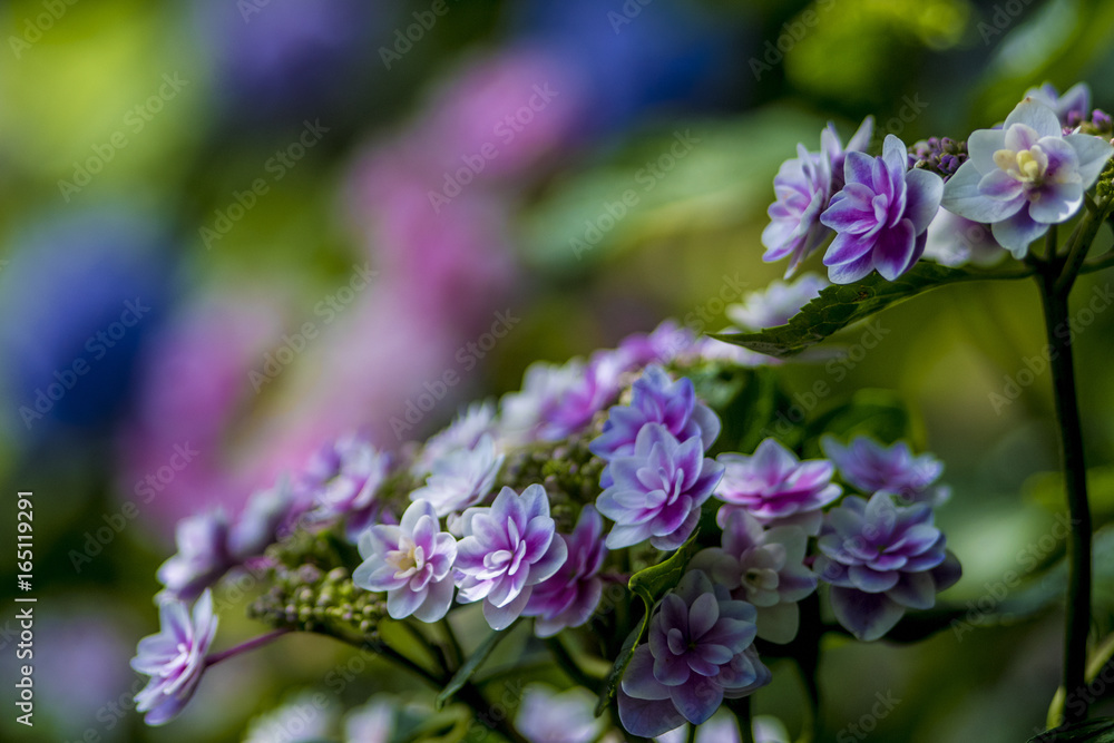 珍しい紫陽花