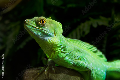 Green Iguana Reptile