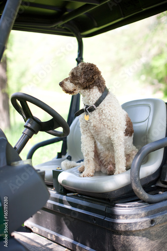 Dog in the Driver's Seat on a Golf Cart on a Farm