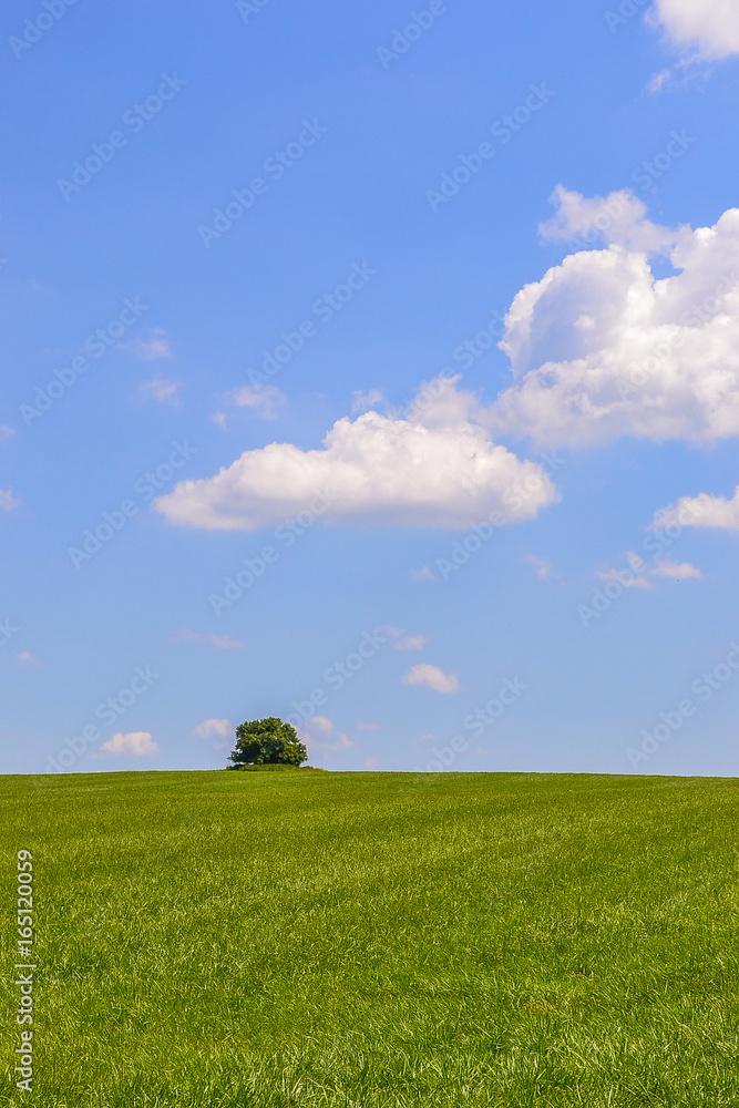 Green spring landscape witch distance tree, vertical Green spring landscape witch distance tree, vertical