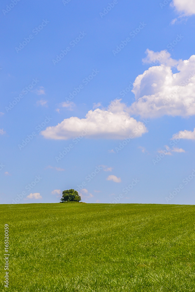 Green spring landscape witch distance tree, vertical