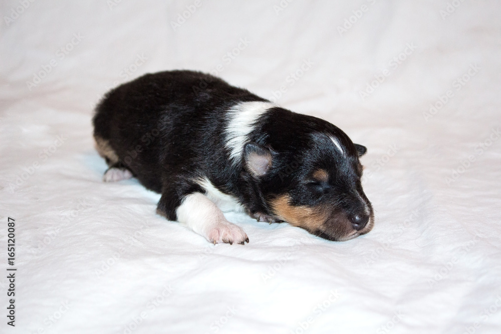 Black beautiful fresh sheltie puppy dog, lying on white background Black beautiful fresh sheltie puppy dog, lying on white background