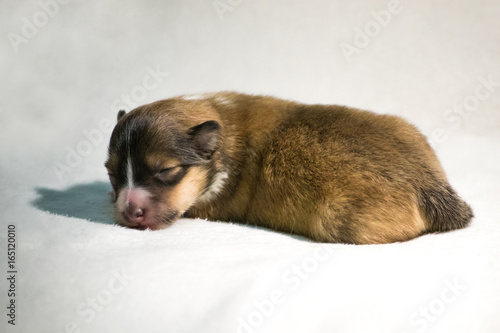 Gold beautiful fresh sheltie puppy dog, lying on white blanket