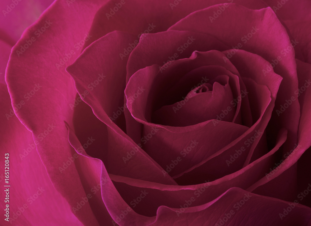 Pink Rose Pink Rose