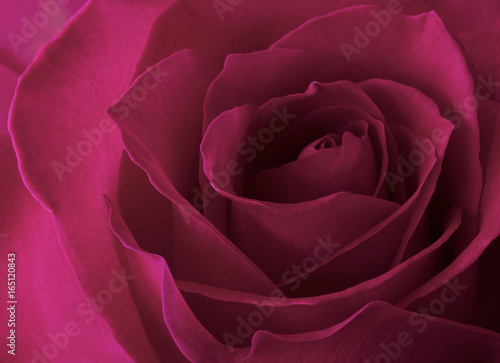 Wallpaper Mural Pink Rose Torontodigital.ca