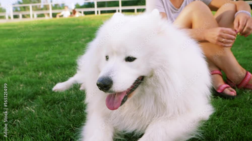 Funny white Samoyed husky dog in the park. Laika dog breed walking in summer day. Greenery background. SLOW MOTION. Funny white Samoyed husky dog in the park. Laika dog breed walking in summer day. Greenery background. SLOW MOTION.
