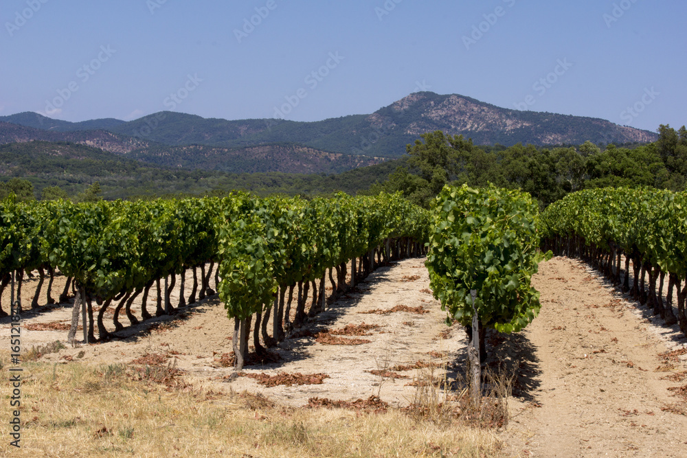 rangées de vigne