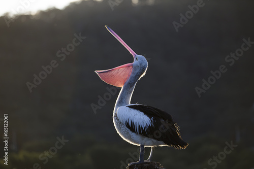 Light outlined Australian pelican