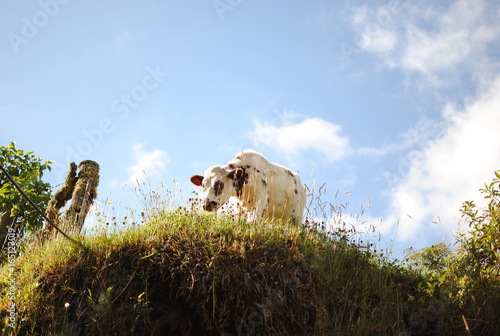 The Cow photo