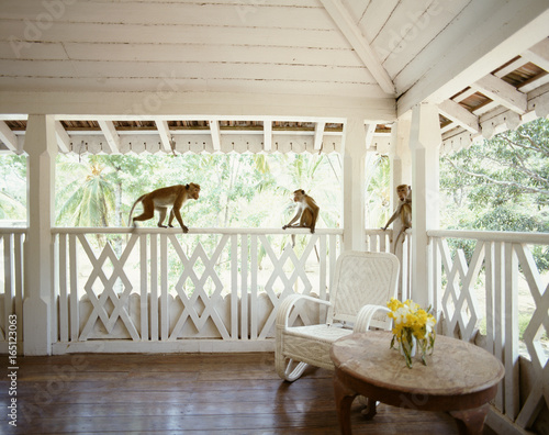 Monkeys playing on varanda. Sri Lanka photo