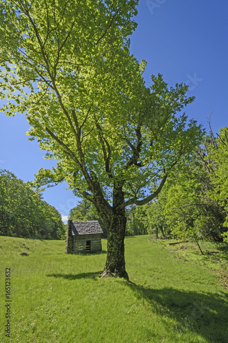 Old Tree by and Old Cabin