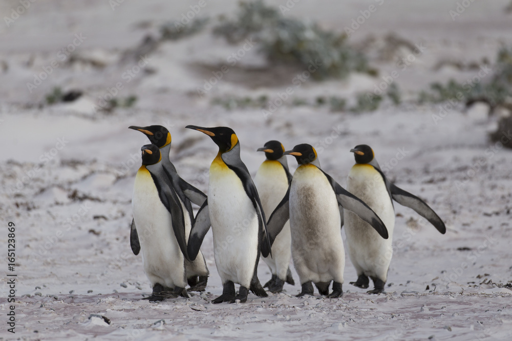 Fototapeta premium Marching King penguins at Falkland Islands.