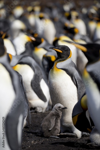King penguin mother and chick at Falkland Island, Volunteer Point